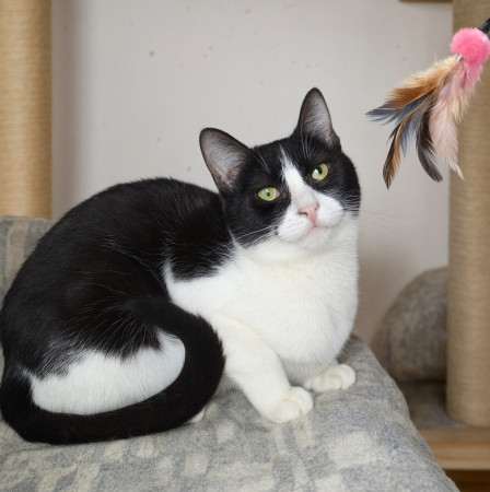 Сара ждет именно Вас в добрые руки!, Двухцветный, Котельники, Кошка в хорошие руки