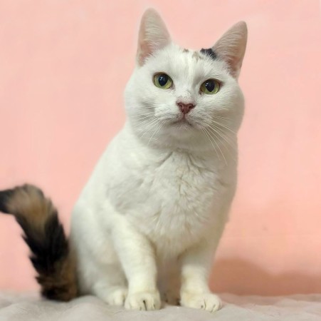Авторитетная  Сима ищет дом