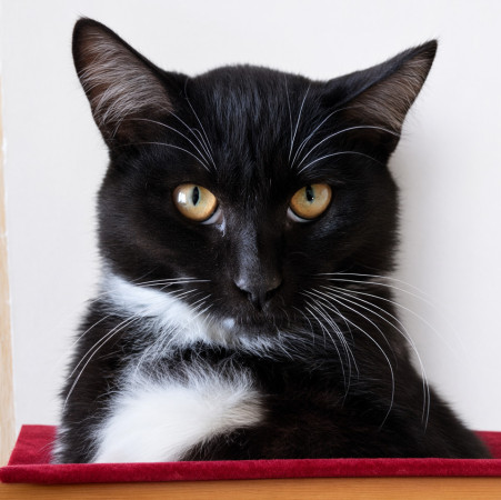 Франт с котиком в сердце, Черный с белым, Котельники, Кот в добрые руки