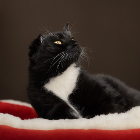 Франт с котиком в сердце, Черный с белым, Котельники, Кот в добрые руки