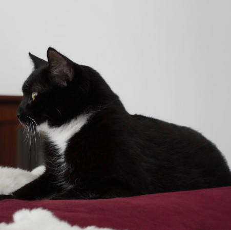 Франт с котиком в сердце, Черный с белым, Котельники, Кот в добрые руки