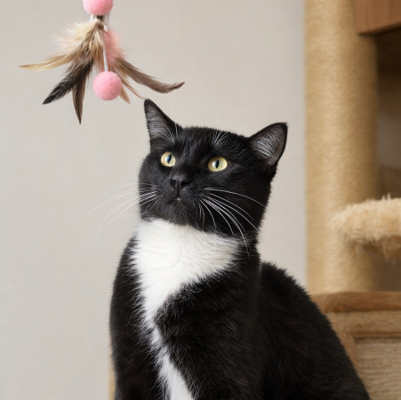 Франт с котиком в сердце, Черный с белым, Котельники, Кот в добрые руки