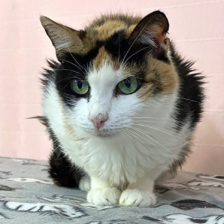 Пеструшка, Трёхцветный, Котельники, Кошка в хорошие руки
