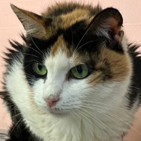 Пеструшка, Трёхцветный, Котельники, Кошка в хорошие руки