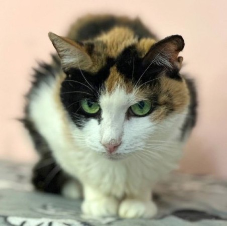 Пеструшка, Трёхцветный, Котельники, Кошка в хорошие руки
