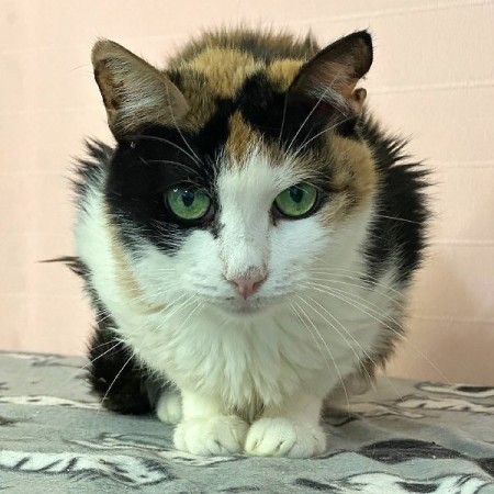 Пеструшка, Трёхцветный, Котельники, Кошка в хорошие руки