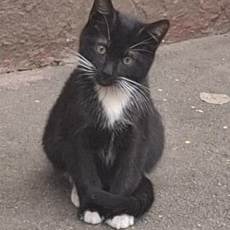 Пристраиваю замечательного котенка, котенок 4 месяца