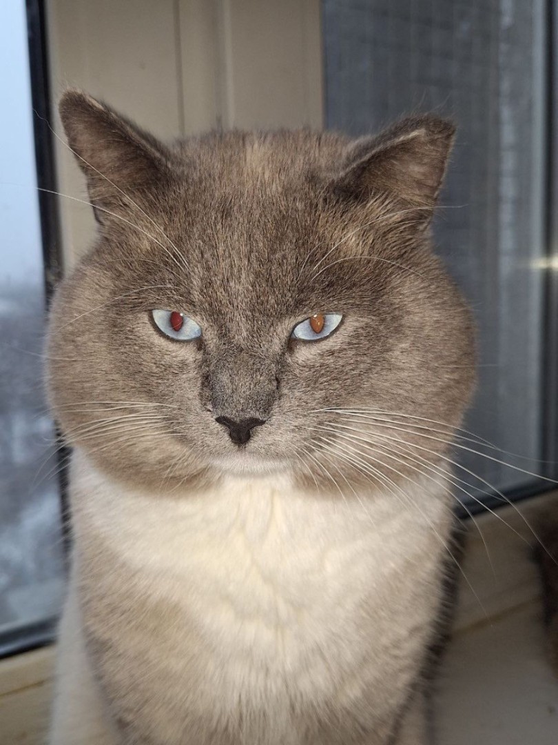 Толстощекий добряк Мартин, Блю-поинт, Котельники, Кот в добрые руки