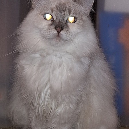 Кошечка-подросток Снежинка, котенок 9 месяцев