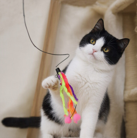 Классная Зося в добрые руки!, Черный с белым, Котельники, Кошка в хорошие руки