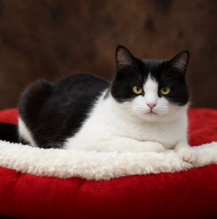 Классная Зося в добрые руки!, Черный с белым, Котельники, Кошка в хорошие руки