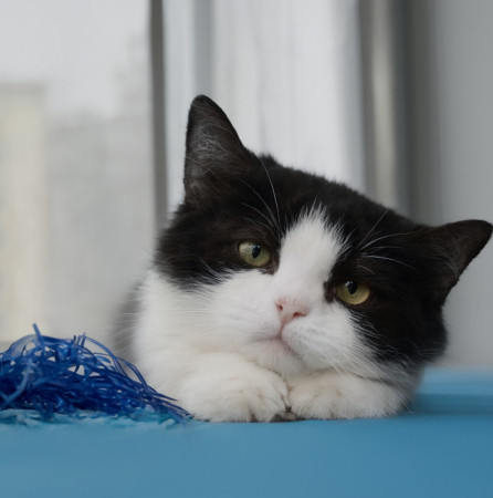 Классная Зося в добрые руки!, Черный с белым, Котельники, Кошка в хорошие руки