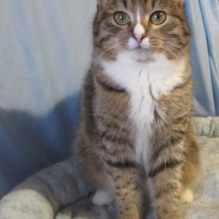 Котенок Ника, спасенная из СНТ, ищет дом. В дар!, котенок 2 месяца