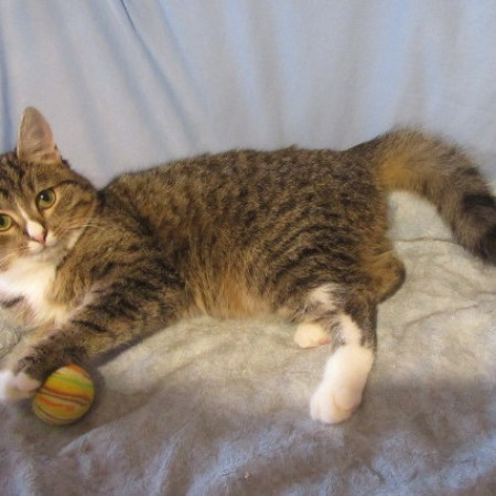 Котенок Ника, спасенная из СНТ, ищет дом. В дар!, котенок 2 месяца