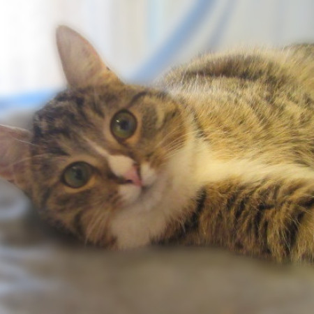 Котенок Ника, спасенная из СНТ, ищет дом. В дар!, котенок 2 месяца