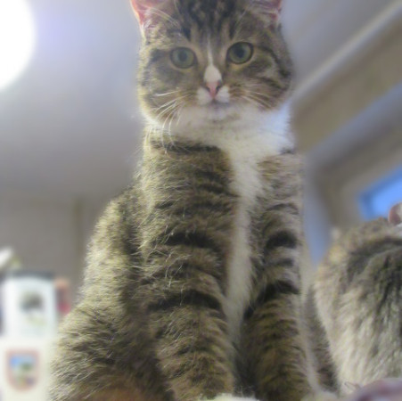 Котенок Ника, спасенная из СНТ, ищет дом. В дар!, котенок 2 месяца