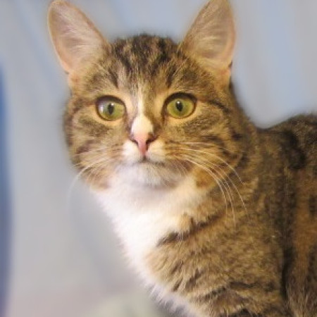 Котенок Ника, спасенная из СНТ, ищет дом. В дар!, котенок 2 месяца