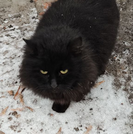 Пушистый комочек Уголёк ищет дом! В дар!, Черный, Беломорская, Кот в добрые руки