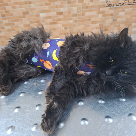 Пушистый комочек Уголёк ищет дом! В дар!, Черный, Беломорская, Кот в добрые руки