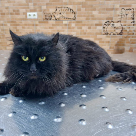 Пушистый комочек Уголёк ищет дом! В дар!, Черный, Беломорская, Кот в добрые руки