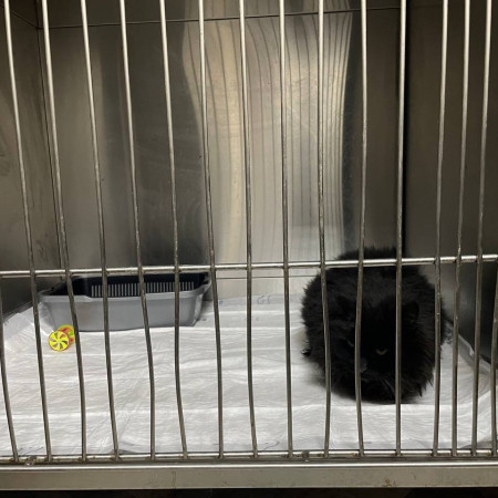 Пушистый комочек Уголёк ищет дом! В дар!, Черный, Беломорская, Кот в добрые руки