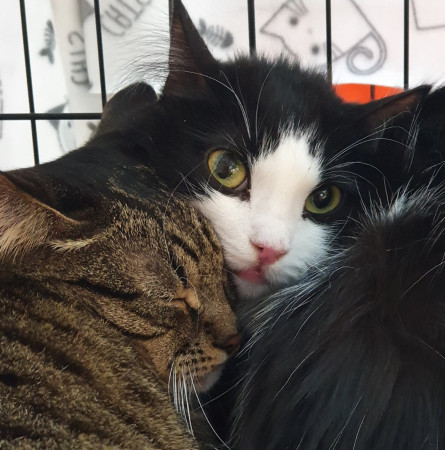 Котик Марсик и кошечка Фенечка - один дом на двоих. В дар!, Табби, ВДНХ, Кот в добрые руки