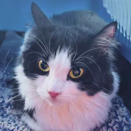 Котик Марсик и кошечка Фенечка - один дом на двоих. В дар!, Табби, ВДНХ, Кот в добрые руки