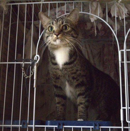 Котик Марсик и кошечка Фенечка - один дом на двоих. В дар!, Табби, ВДНХ, Кот в добрые руки