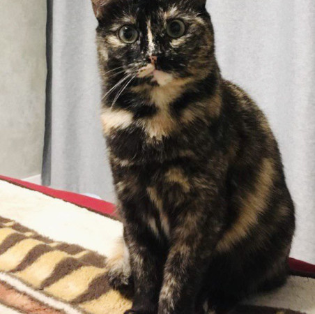 Кошечка Ежевика в добрые руки, Черепаховый, Бабушкинская, Кошка в хорошие руки