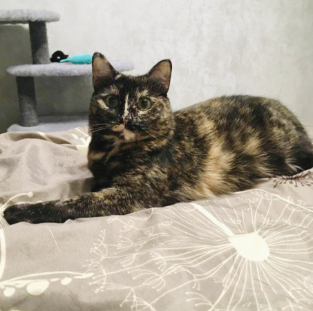 Кошечка Ежевика в добрые руки, Черепаховый, Бабушкинская, Кошка в хорошие руки