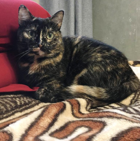 Кошечка Ежевика в добрые руки, Черепаховый, Бабушкинская, Кошка в хорошие руки