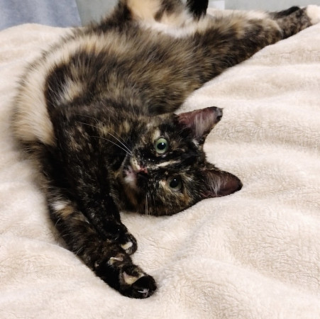 Кошечка Ежевика в добрые руки, Черепаховый, Бабушкинская, Кошка в хорошие руки