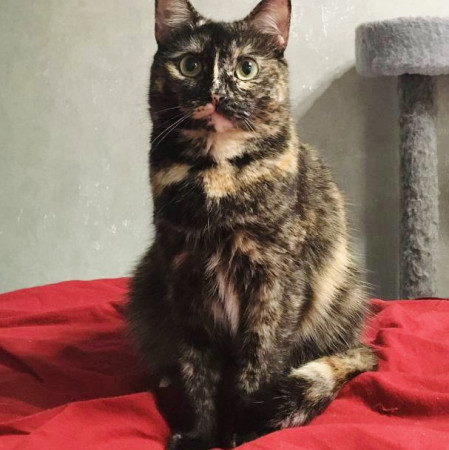 Кошечка Ежевика в добрые руки, Черепаховый, Бабушкинская, Кошка в хорошие руки