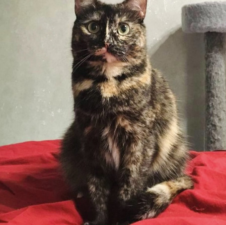 Кошечка Ежевика в добрые руки, Черепаховый, Бабушкинская, Кошка в хорошие руки