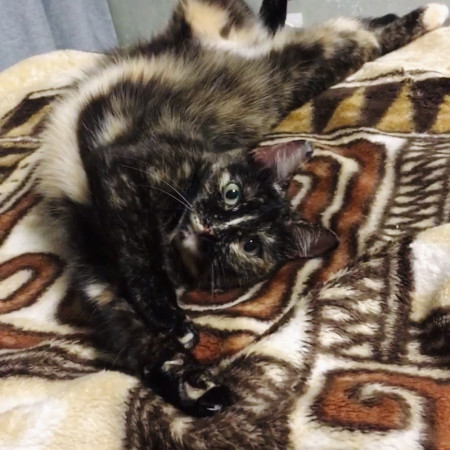 Кошечка Ежевика в добрые руки, Черепаховый, Бабушкинская, Кошка в хорошие руки