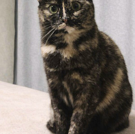 Кошечка Ежевика в добрые руки, Черепаховый, Бабушкинская, Кошка в хорошие руки