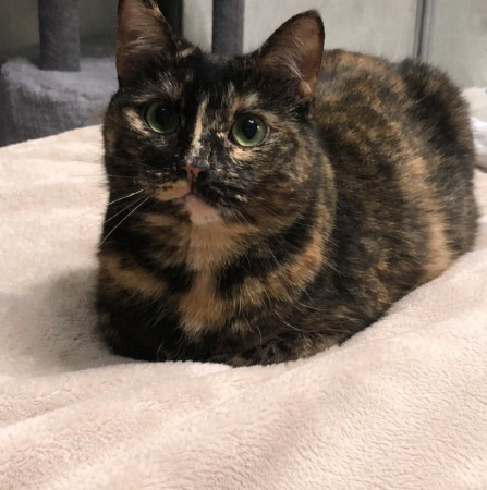 Кошечка Ежевика в добрые руки, Черепаховый, Бабушкинская, Кошка в хорошие руки