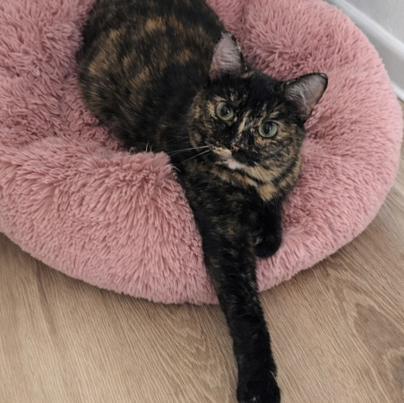 Кошечка Ежевика в добрые руки, Черепаховый, Бабушкинская, Кошка в хорошие руки