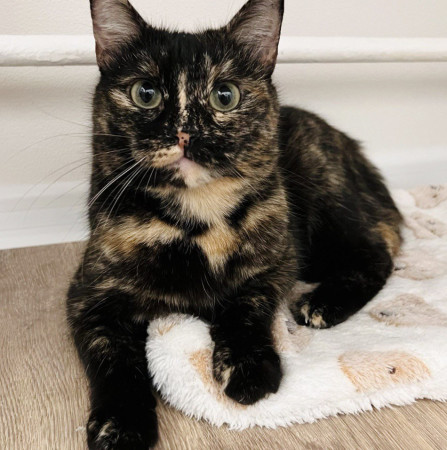 Кошечка Ежевика в добрые руки, Черепаховый, Бабушкинская, Кошка в хорошие руки