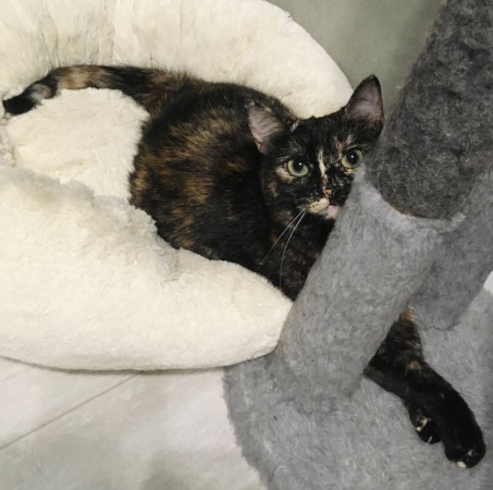 Кошечка Ежевика в добрые руки, Черепаховый, Бабушкинская, Кошка в хорошие руки