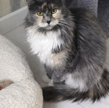 Кошечка Анфиса в добрые руки, Трёхцветный, Бабушкинская, Кошка в хорошие руки