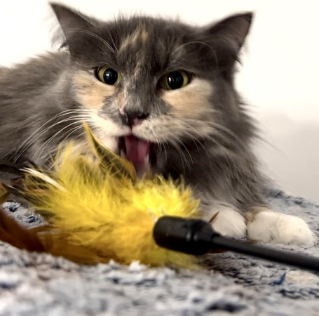 Кошечка Анфиса в добрые руки, Трёхцветный, Бабушкинская, Кошка в хорошие руки