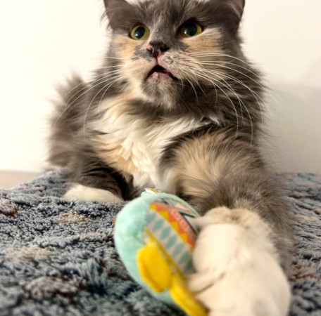 Кошечка Анфиса в добрые руки, Трёхцветный, Бабушкинская, Кошка в хорошие руки