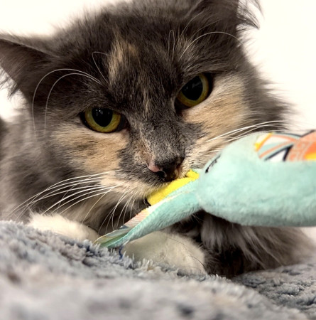 Кошечка Анфиса в добрые руки, Трёхцветный, Бабушкинская, Кошка в хорошие руки