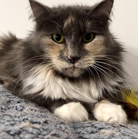 Кошечка Анфиса в добрые руки, Трёхцветный, Бабушкинская, Кошка в хорошие руки