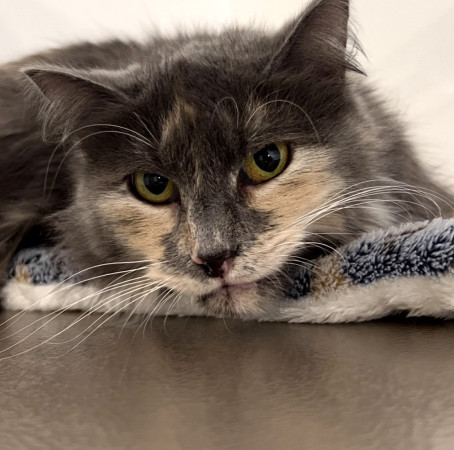 Кошечка Анфиса в добрые руки, Трёхцветный, Бабушкинская, Кошка в хорошие руки