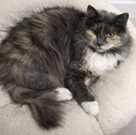 Кошечка Анфиса в добрые руки, Трёхцветный, Бабушкинская, Кошка в хорошие руки