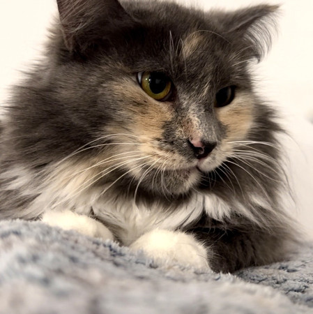 Кошечка Анфиса в добрые руки, Трёхцветный, Бабушкинская, Кошка в хорошие руки