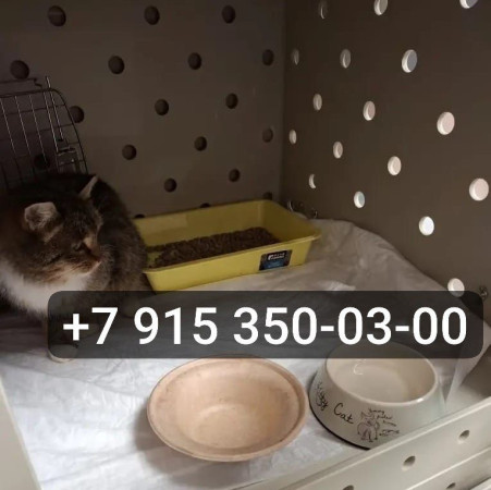 Двухлетняя крошечная кошечка Манечка в добрые руки. В дар!, Черепаховый, Авиамоторная, Кошка в хорошие руки