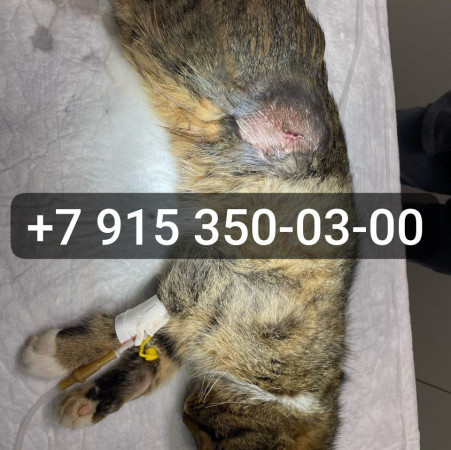 Двухлетняя крошечная кошечка Манечка в добрые руки. В дар!, Черепаховый, Авиамоторная, Кошка в хорошие руки